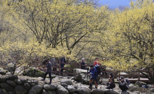 산수유 특징.동아닷컴DB