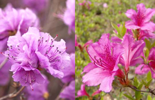 봄꽃축제 일정.동아일보DB