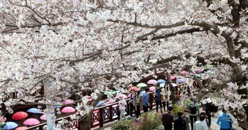 서울 벚꽃 오늘 개화.동아일보DB