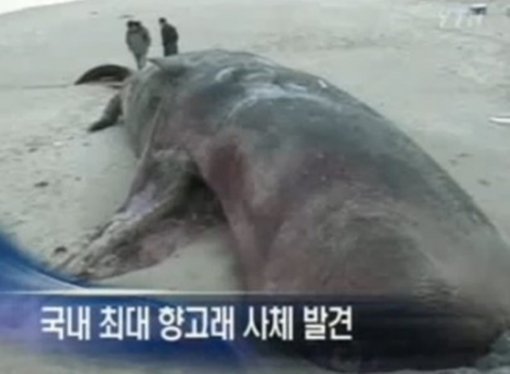 ‘향고래 특징’사진= YTN 캡처