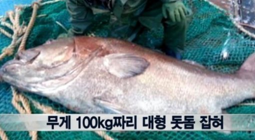 출처= SBS 뉴스 캡처