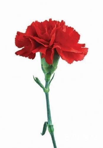 출처= 동아 DB, ‘오늘 어버이날’