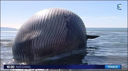 ‘남방큰돌고래 특징’/사진= 프랑스 방송 캡처