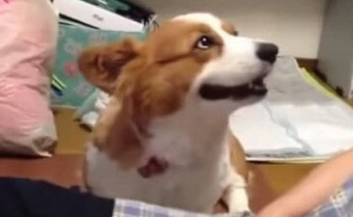 ‘웰시코르기 성격’/사진= 유투브 캡처