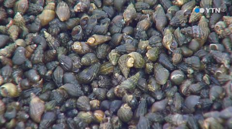 출처= YTN 뉴스 캡처