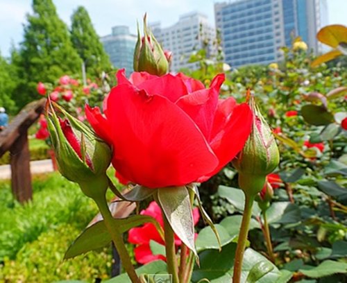 사진= 유튜브 영상 캡처, 장미ㆍ향수ㆍ키스