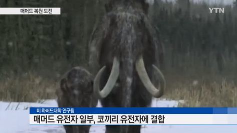 ‘매머드 유전자 코끼리 이식’/사진= YTN 캡처