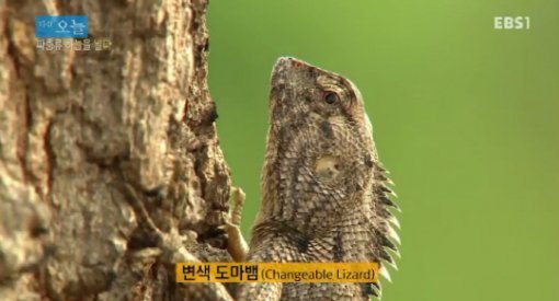 출처= EBS1 ‘다큐 오늘’