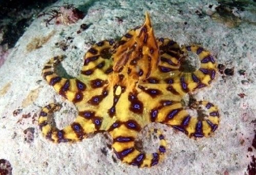 국립수산과학원 제공