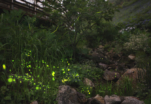 곤지암 화담숲에 자생하는 반딧불이