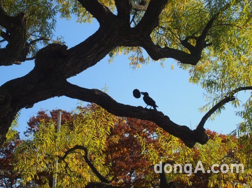 까마귀가 연꽃밥을 물고 있는 모습. 동아닷컴 이혜성 기자luvcomet@donga.com