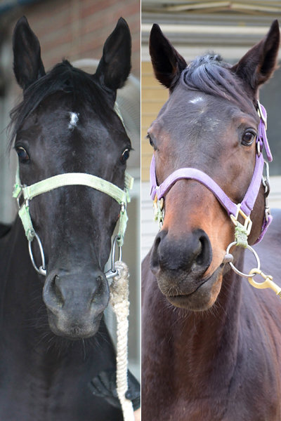 피노누아-마이데이(오른쪽)