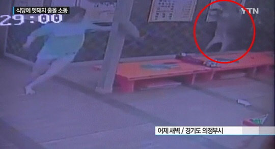 의정부 멧돼지, 감자탕집 출몰…부상자無