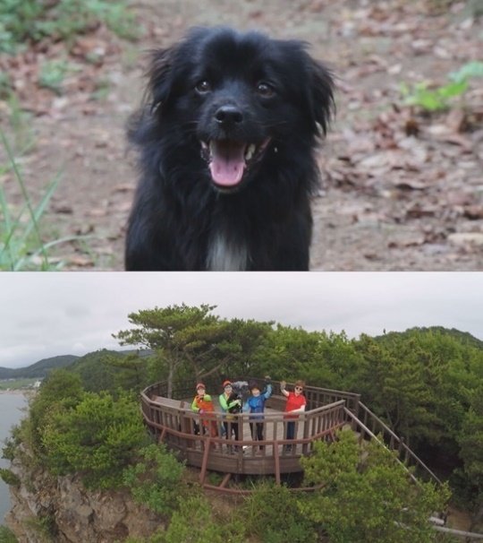 장봉도 밍키, 홀로 섬을 떠도는 검은 개의 사연…‘동물농장’