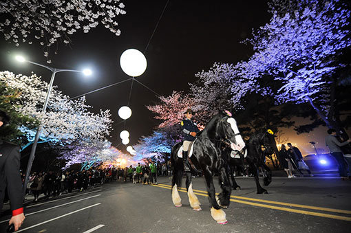 지난해 벌어진 렛츠런파크 벚꽃축제에서 행사로 진행된 야간 말 퍼레이드. 조명을 받아 더욱 화사한 벚꽃 아래를 걸어가는 말들의 모습은 아이들을 비롯한 관람객들의 눈길을 사로잡기에 충분했다. 사진제공|한국마사회