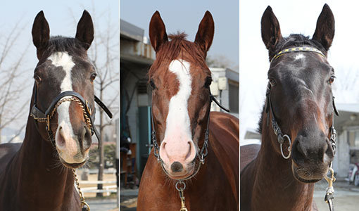 딕시플로잇-로열빅토리-안양타이거 (왼쪽부터)