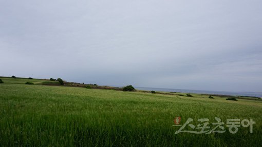제주 가파도의 완만한 구릉을 따라 펼쳐진 청보리밭. 가파도는 사람으로 북적거리는 제주의 다른 명소에 비해 상대적으로 여유로운 걷기여행을 즐길 수 있다. 해물짬뽕, 보리쌀 막걸리, 홍해삼(홍삼) 등 섬에서 맛보는 별미도 가파도 여행의 매력 중 하나이다. 제주|김재범 기자 oldfield@donga.com