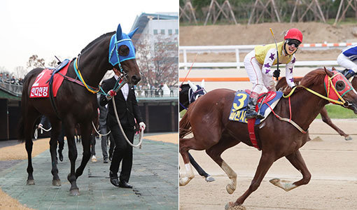 7월 16일 렛츠런파크 서울에서 벌어지는 대상경주 ‘농림축산식품부장관배’에서 우승에 도전하는‘인디언킹’(사진 왼쪽)과 ‘파이널보스’. ‘인디언킹’은 삼관경주 1차 대회 KRA 마일컵에서 우승했고 ‘파이널보스’는 2차 코리언더비에서 우승을 차지했다. 사진제공 ㅣ 한국마사회
