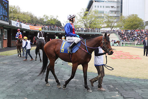 27일 렛츠런파크 서울 제11경주로 열리는 1등급 경주에서 상황에 따라 선행, 선입, 추입이 모두 가능한 ‘만능 경주마’ 선봉의 선전이 기대된다. 사진제공 l 한국마사회