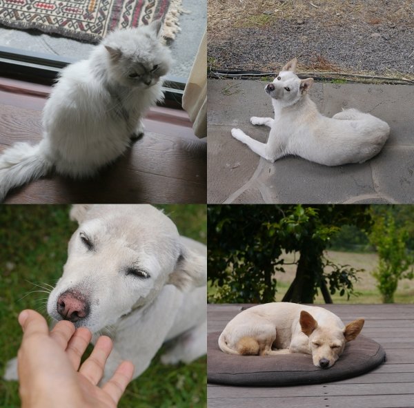 사진 | JTBC ‘효리네 민박’ 공식 인스타그램