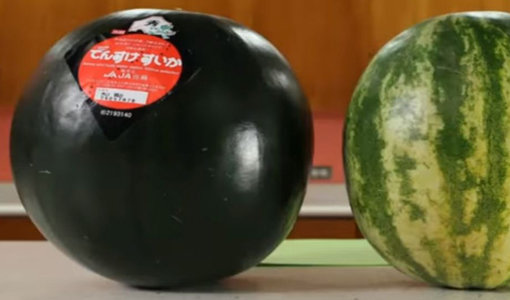 마치 볼링공처럼 생긴 덴스케 수박. 1년에 1만 개밖에 재배되지 않는 희귀종으로, 한 개당 725만원이나 하는 비싼 과일이다. 사진출처｜경선 Joshua Kim 유튜브 화면 캡처