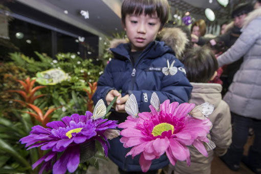 에버랜드 판다월드에 오픈한 ‘미리봄 나비정원’. 사진제공｜에버랜드