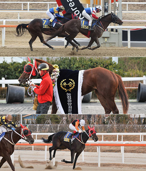 이제 막 기량을 꽃피우기 시작한 3세 경주마들이 렛츠런 파크 서울의 새 강자로 주목받고 있다. 스포츠서울배에서 우승한 ‘마스크’, 9번 출전해 7번 우승한 ‘피케이파티’, 8번 출전해 모두 3위 안에 입상한 ‘문학치프’(위쪽부터). 사진제공 ｜ 한국마사회