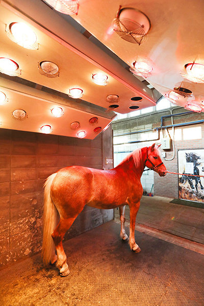 사람들이 두꺼운 옷을 입는 것처럼 경주마들도 방한용 마의나 고무매트 등 추운 겨울을 나기 위한 아이템들이 있다. 운동을 마친 뒤 긴장한 근육을 풀기 위해 원적외선 온열 마사지를 받고 있는 경주마. 사진제공|한국마사회