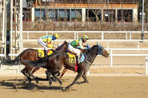 경주마 베스트불릿(12번마)이 24일 렛츠런파크 서울에서 열린 스포츠동아배에서 백산포스(1번마), 스피드청룡(2번마)과 함께 결승선을 통과하고 있다. 사진제공｜한국마사회