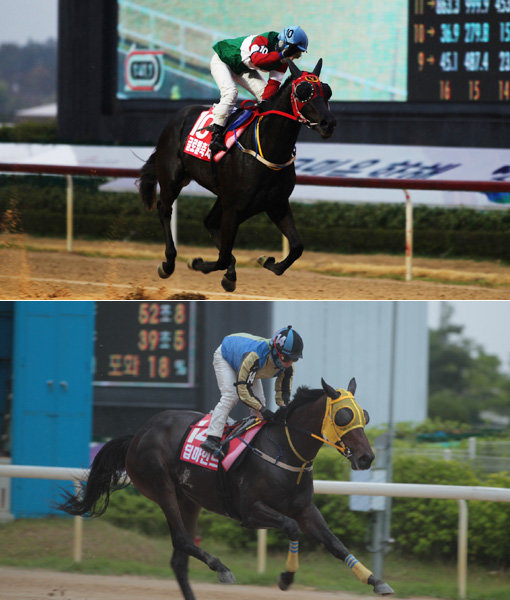 조건별 최우수 경주마를 선발하는 시리즈 경주가 흥미진진하게 전개되고 있다. 트리플크라운 시리즈 1위를 차지한 서울의 ‘글로벌축제’(위쪽)와 트리플티아라 시리즈 1위 부경의 ‘딥마인드’. 사진제공|한국마사회