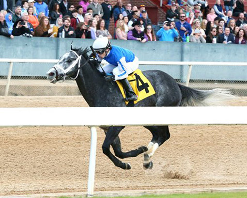 닉스고 22일 미국 아칸소주 오클론 경마장에서 열린 얼라우언스 경주 우승장면. 사진출처｜bloodhorse