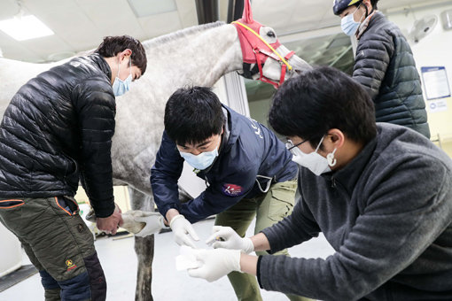 한국마사회 말보건원 수의사들이 5일 경주마 앞다리를 치료하고 있다. 코로나19 확산 예방을 위해 경마장은 휴장 중이지만 경주마를 
관리하고 경마 재개를 준비하는 사람들은 방역활동을 비롯해 경마시행 준비로 최선을 다하고 있다. 사진제공｜한국마사회