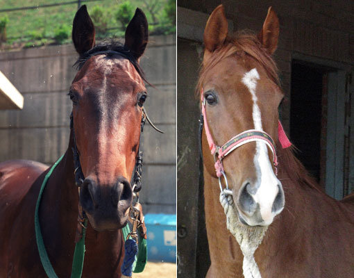 국내 최다승 기록마 ‘신세대’(1995∼2003년)-2000m 국내 최고기록 보유한 ‘동반의 강자’(오른쪽).