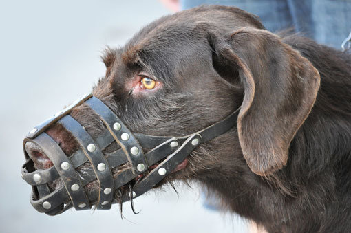 ‘원조 개통령’ 이웅종 연암대 교수는 김민교 반려견 사건에 대해 “핵심은 펫티켓”이라고 강조했다. 사진제공|펫뉴스
