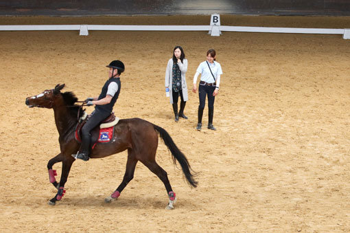 경주퇴역마의 승용마 전환을 위한 순치교육 모습. 한국마사회는 경주마 복지증진을 포함한 ‘경주퇴역마 관리 체계 개선계획’을 발표했다. 사진제공｜한국마사회