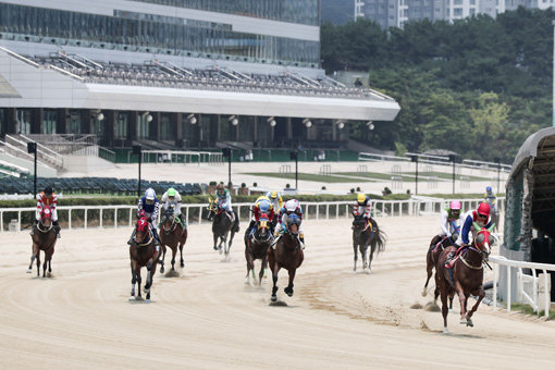 서울경마공원 트랙을 질주하는 경주마들. 한국마사회는 조교 수준을 높이고, 오랜 경험을 가진 기승 전문인력을 활용하기 위해 조교전문기수제를 2018년부터 시범 도입해 운영하고 있다. 코로나19로 인한 경마 중단 장기화에 따라 시범운영 기간을 1년 연장한다. 사진제공｜한국마사회