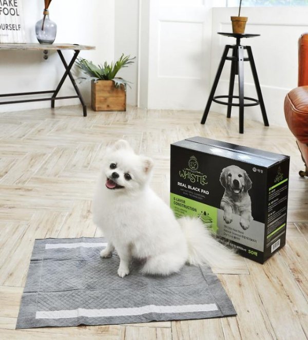 애경산업 휘슬의 ‘리얼블랙배변패드’에 앉아있는 반려견.
사진제공 l 애경산업 휘슬