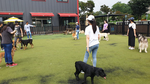 반려인들이 반려견과 함께 지난 12일 경기도 화성에 위치한 이삭애견훈련소에서 펫티켓 교육을 받고 있다. 교육을 지도하는 이웅종 교수는 “펫티켓 교육을 받아야 한다는 사회적 분위기가 형성됐으면 좋겠다”라고 했다. 사진제공｜펫뉴스