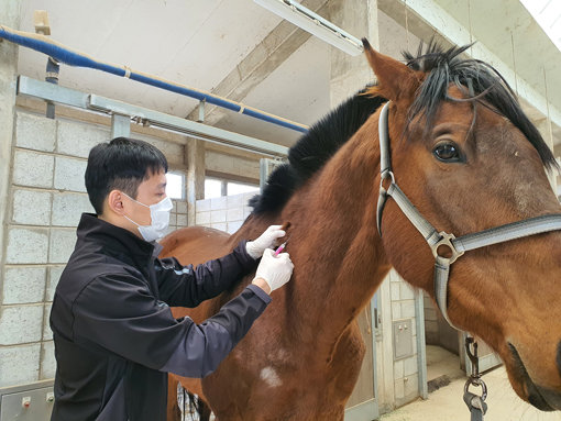 인플루엔자, 선역 2종, 파상풍 등을 예방하는 한국마사회의 말 백신 접종사업.