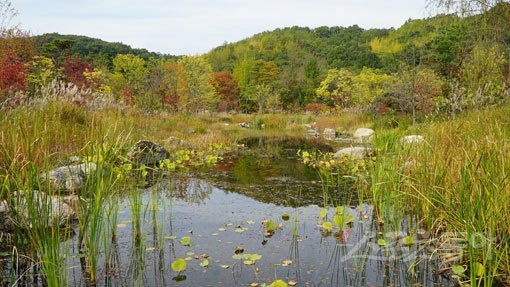 연못에 비치는 숲의 반영에서 무르익어가는 가을의 정취를 느낄 수 있는 에버랜드 포레스트 캠프. 1100m² 규모의 연못에는 다양한 수생식물과 물장군, 물방개 등의 곤충들을 만날 수 있다. 용인｜김재범 기자 oldfield@donga.com