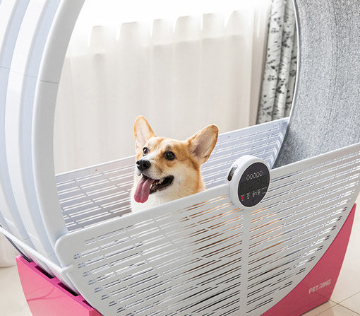 미세먼지 가득한 날에도 산책 대신 실내운동이 가능한  ‘펫링’. 
사진제공 l 펫링