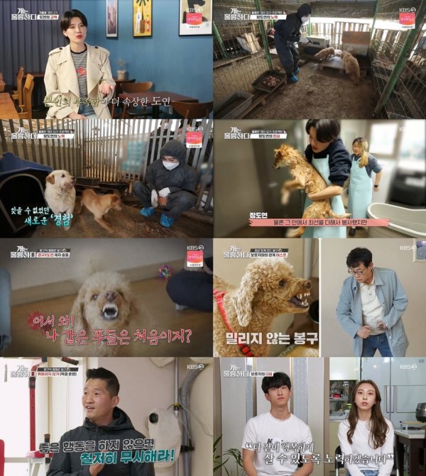 [사진 출처 : KBS2 ‘개는 훌륭하다’ 캡처]