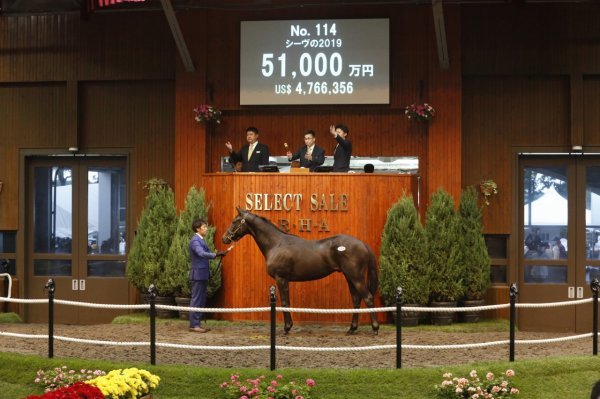 지난해 일본 경주마 경매에서 1세마 역대 최고가인 약 57억 원에 낙찰된 딥임팩트의 자마. 사진제공｜JRHA트위터 캡처