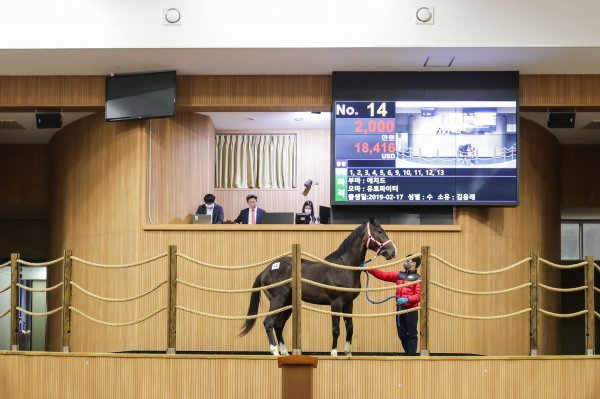5월 진행된 제주 경주마 경매 현장. 사진제공｜한국마사회