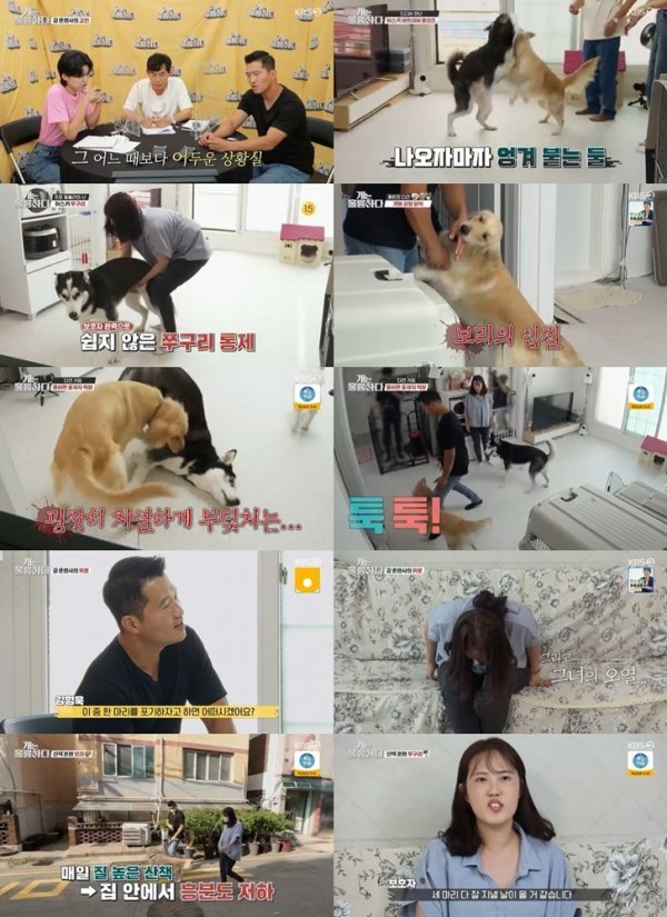 [사진 출처 : KBS2 ‘개는 훌륭하다’ 캡처]