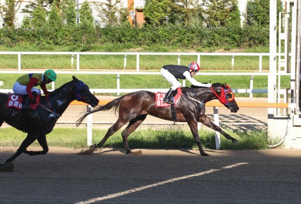 올해 대상경주가 장·단거리를 망라한 국내 최고 경주마를 가리는 통합챔피언십 시리즈로 본격적으로 막을 올렸다. 24일 첫 경주인 
‘SBS스포츠 스프린트’에 출전하는 우승 유력마 블루치퍼. 선행형으로 부산 경주마 중 최고 레이팅이다. 현재 1600m 국내 최고
 기록을 갖고 있다. 사진제공｜한국마사회