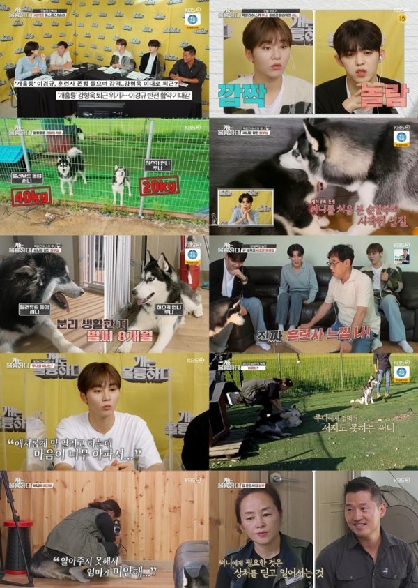 [사진 출처 : KBS2 ‘개는 훌륭하다’ 캡처]