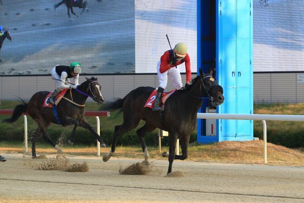 19일 서울경마공원에서는 올해 암말이 출전하는 마지막 대상경주가 7, 8경주로 잇따라 열린다. 8경주로 열리는 트리플 티아라 시리즈의 마지막 레이스인 경기도지사배에서 유력한 우승후보로 꼽히는 최강블랙의 질주 모습.