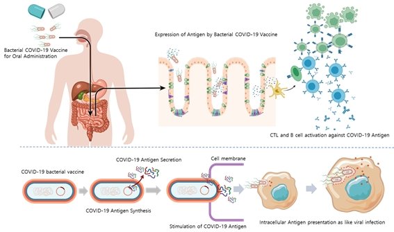 코로나19 항원 발현 경구형 장내미생물 백신 기전모식도