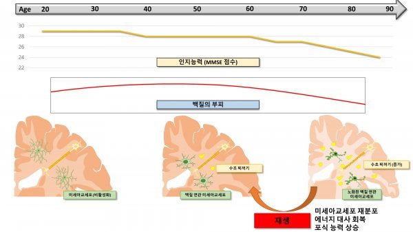 백질 노화에 대한 가설. 노화된 뇌에서 신경 보호와 신경 생성 잠재력을 가지고 있는 백질 연관 미세아교세포를 재생시킨다면 뇌 노화를 역전 시킬 수 있다.